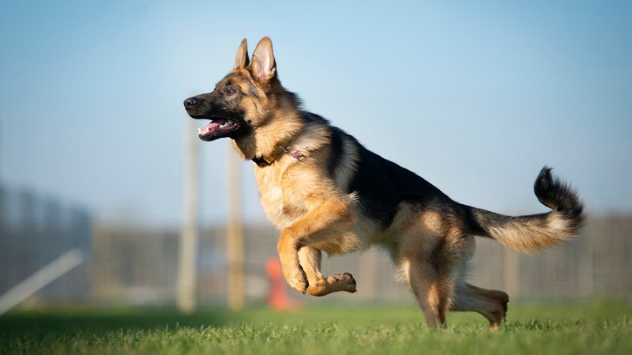 Ilustrasi anjing German Shepherds dilatih mendeteksi orang terinfeksi Covid-19. (Net)