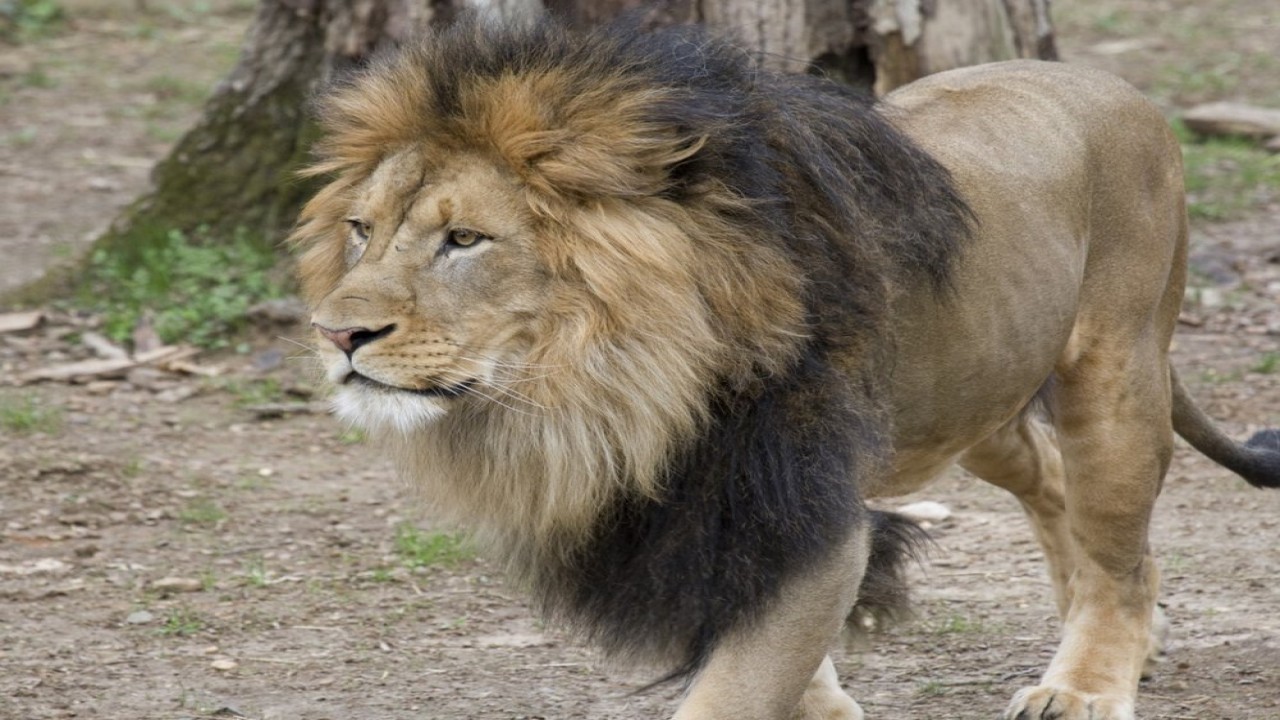Singa di Kebun Binatang Nasional Smithsonian di Washington, AS. (Istimewa)