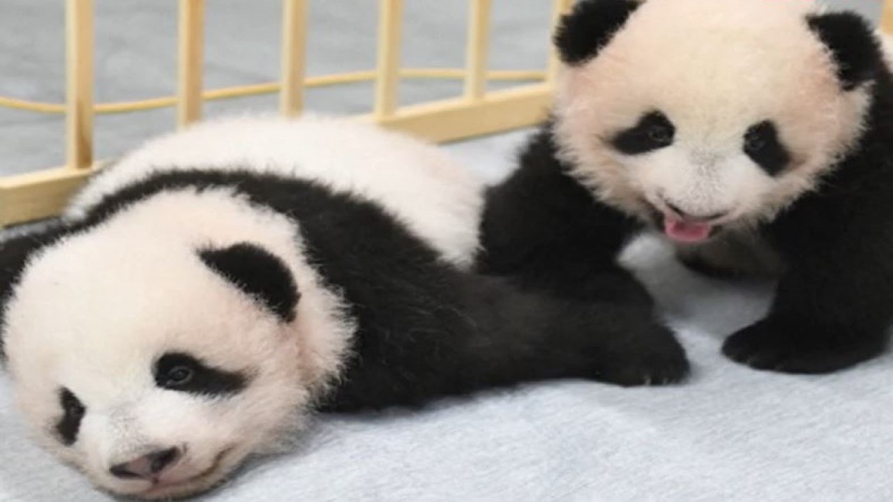 Bayi panda kembar bernama Xiao Xiao dan Lei Lei.