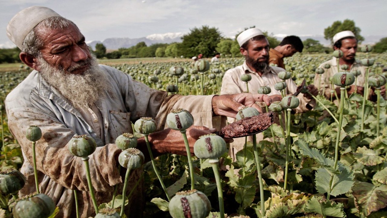 Para petani di Afghanistan mengandalkan opium untuk bisa bertahan dalam situasi krisis ekonomi saat ini/ist