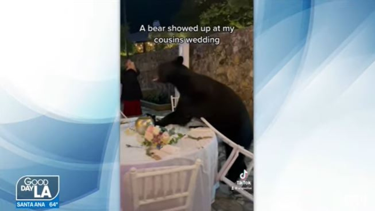 Beruang membuat pesta pernikahan hancur berantakan. (Tangkapan layar)