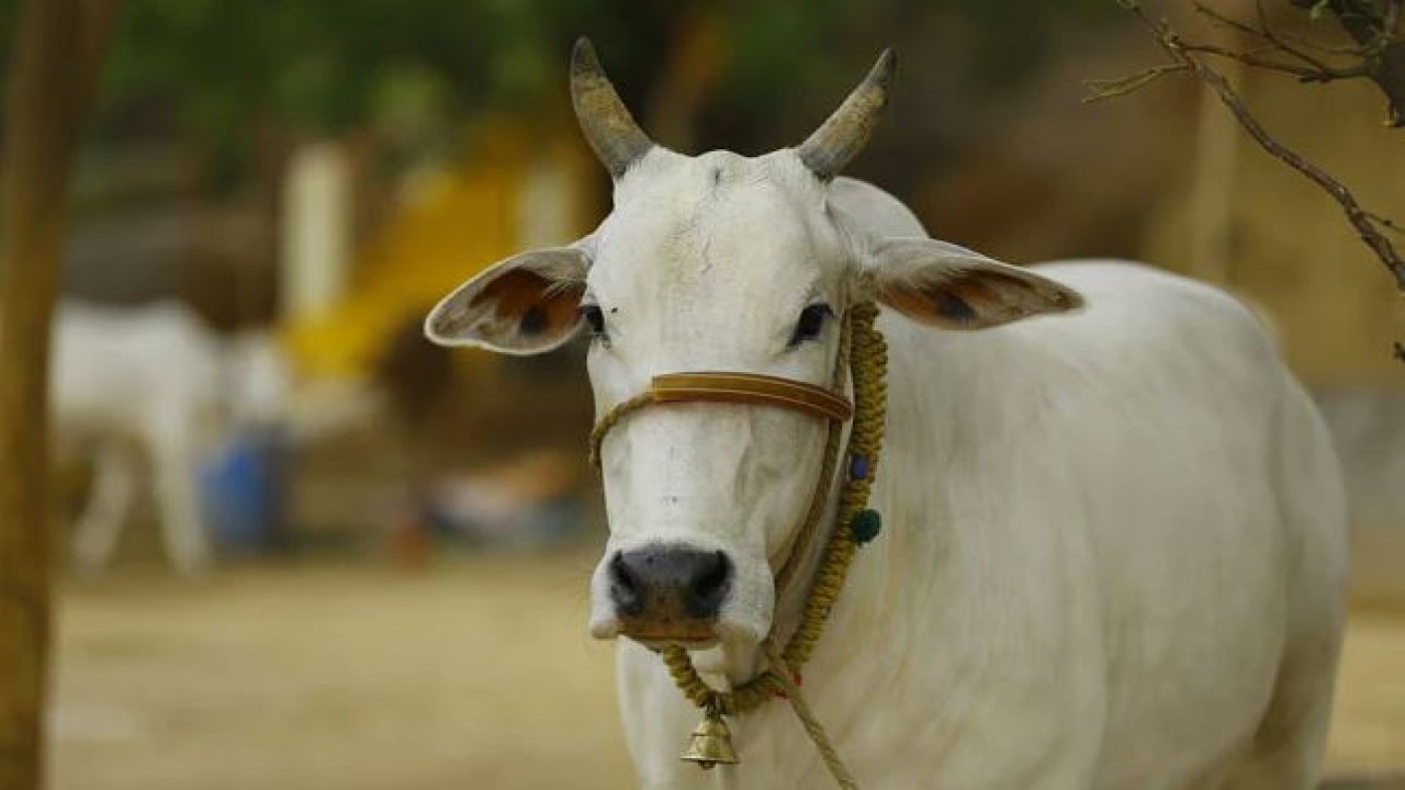 Pemerintah Uttar Pradesh siap untuk memulai layanan ambulans untuk sapi. (NDTV)