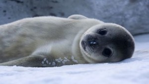 Bayi anjing laut-1636419586
