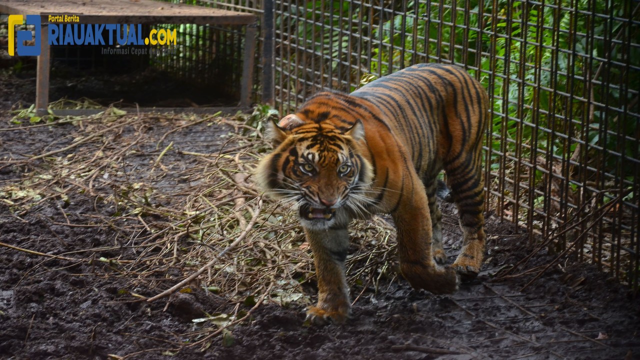 Bocah di Riau tewas akibat diterkam harimau/ist