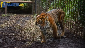 Bocah di Riau tewas akibat diterkam harimau-1635941270