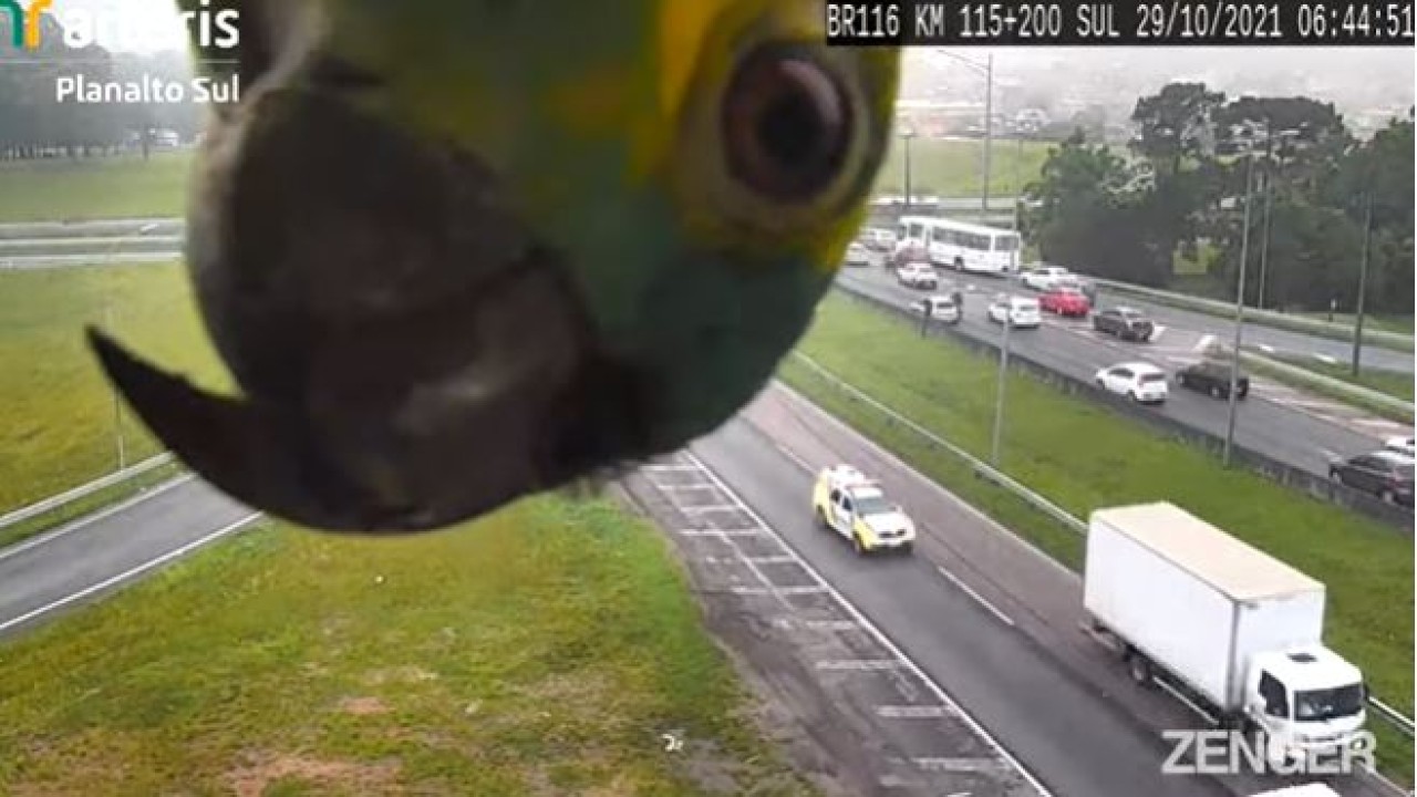 Burung beo menggemaskan terlihat di kamera pemantau lalu lintas. (UPI)