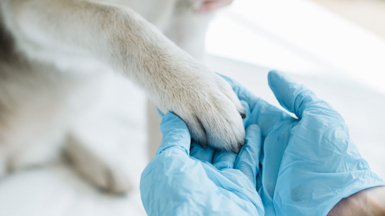 Ilustrasi anjing dan kucing terinfeksi Covid-19 varian Alpha. (Istimewa)