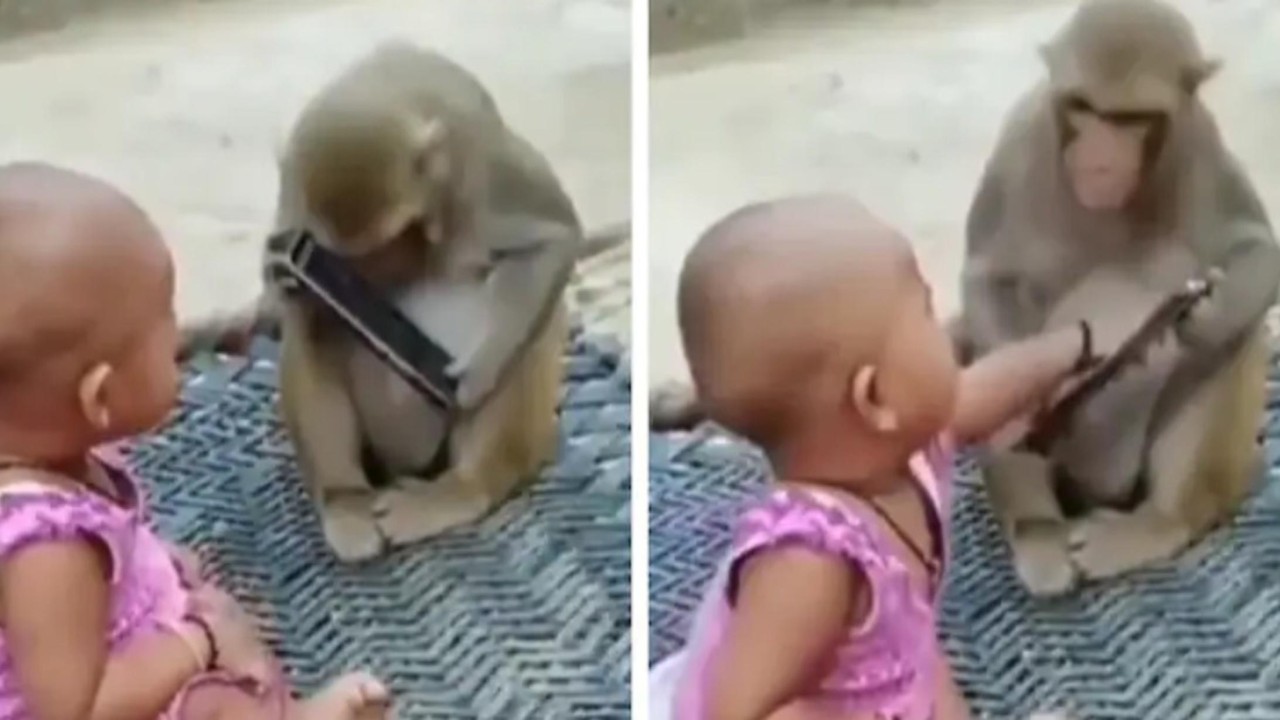 Balita perempuan dan monyet rebutan ponsel. (India Times)