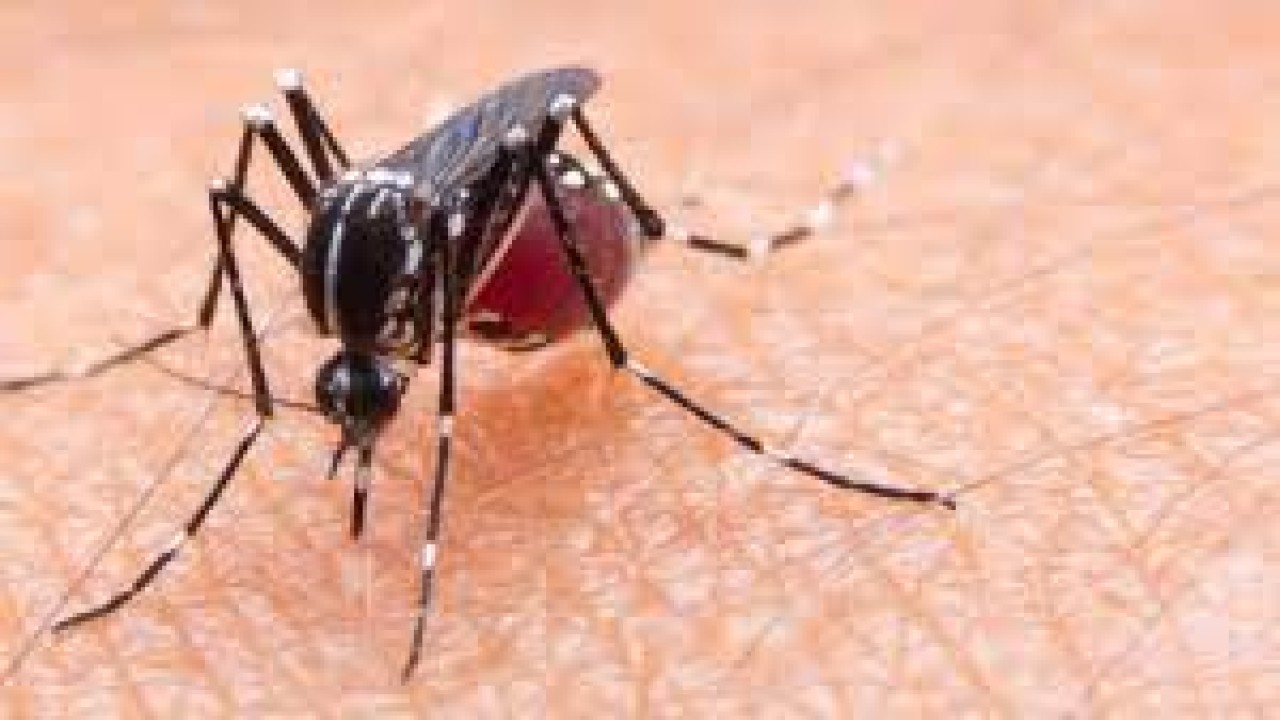 Nyamuk hewan yang menularkan virus Zika/ist