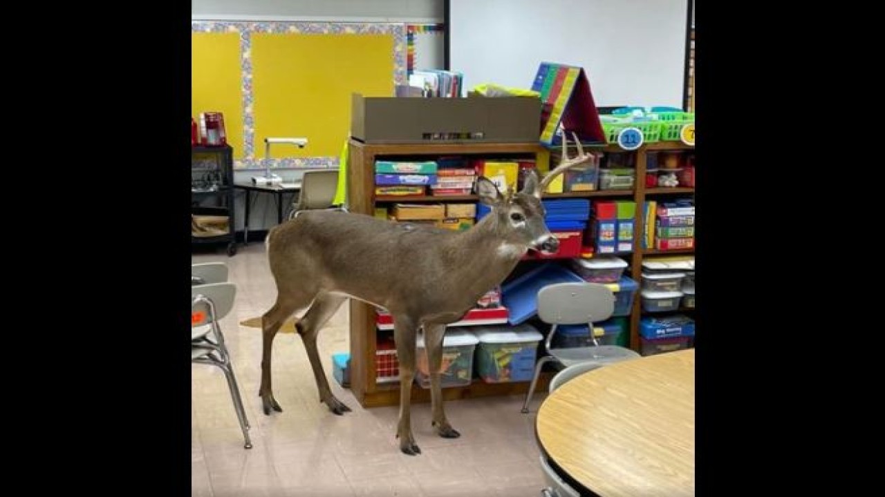 Seekor rusa masuk ke dalam ruang kelas. (UPI)