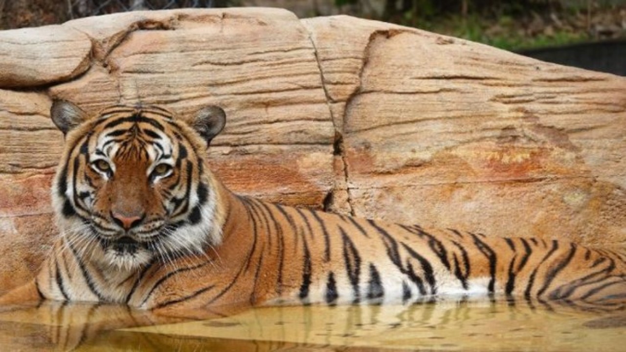 Eko, harimau Malaya, tiba di Kebun Binatang Napoli pada 2019. (CNN)