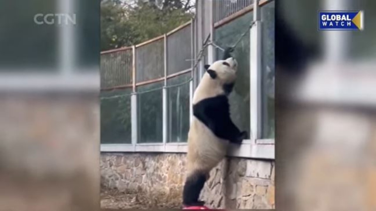 Panda raksasa melarikan diri dari Kebun Binatang Beijing. (Tangkapan layar/UPI)