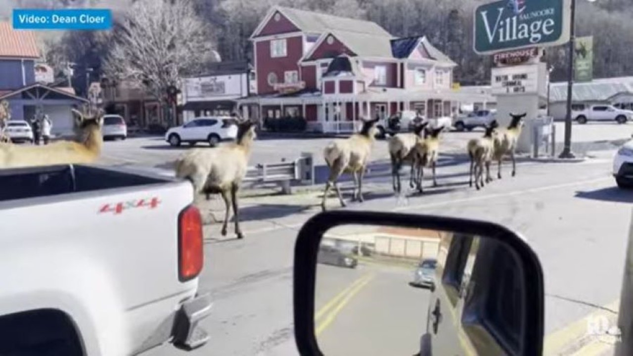 Kawanan rusa melintasi jalan raya di North Carolina, AS. (Tangkapan layar  via UPI)