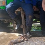 Biawak sepanjang 2 meter di Banjarmasin berhasil dievakuasi petugas-1647695193