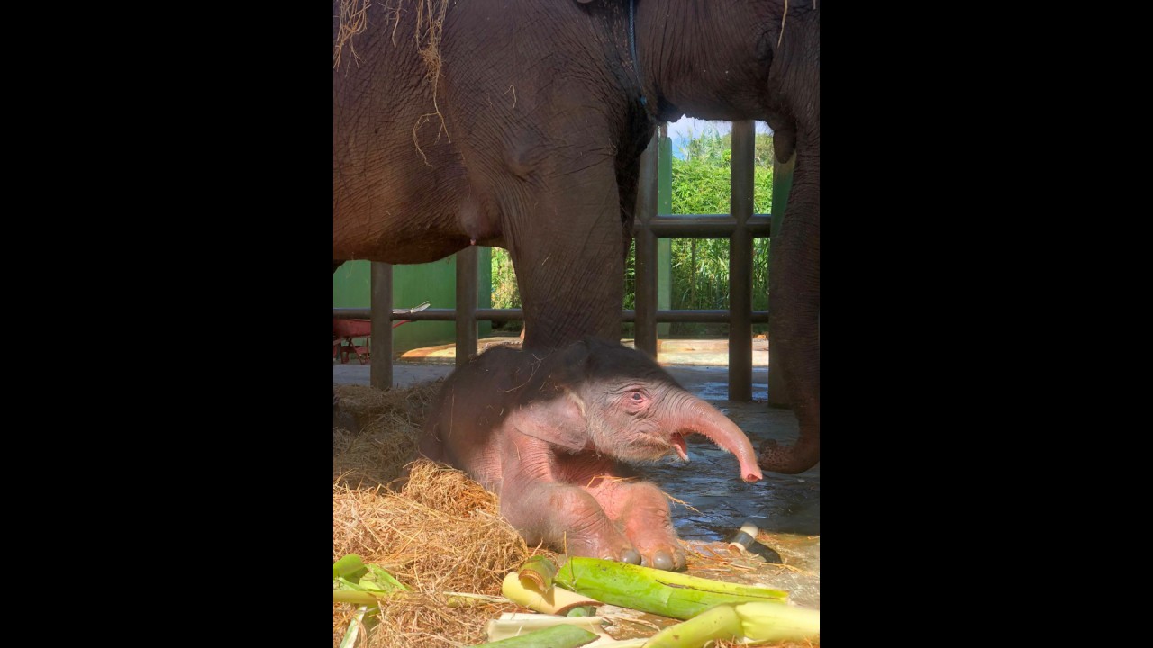 Kelahiran bayi gajah di Bali Zoo.