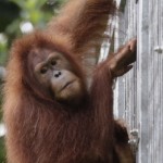 Orangutan Sumatera-1651314196