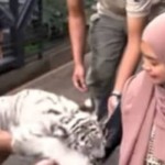 Ria Ricis sedang bertemu Selen, harimau putih Alshad Ahmad/net-1648812702