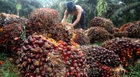 Petani kelapa sawit-1652428506