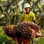 Petani kelapa sawit-1652870851