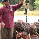 Petani kelapa sawit sedang menimbang hasil panen-1652605123
