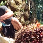 Ilustrasi petani kelapa sawit-1656499082