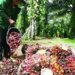 Protes harga semakin anjlok petani bakar buah kelapa sawit yang dipanennya-1655396436