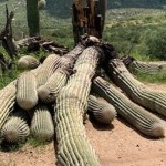 Kaktus Saguaro Raksasa-1661956263