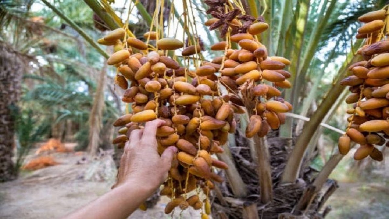 Pohon Kurma. Foto (Istimewa)