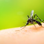 Nyamuk penyebab penyakit malaria-1659856754