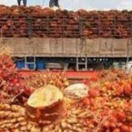 Pengangkutan buah kelapa sawit