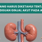 Ilustrasi ginjal. FOTO ANTARA/HO-Kemenkes-1666238683