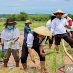 Bupati Pamekasan, Mdura, Jatim, Baddrut Tamam melakukan penanaman padi (FOTO ANTARA/Abd. Aziz)-1668998448