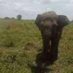 Ilustrasi - Gajah di Taman Nasional Way Kambas. ANTARA-Muklasin-1668138149