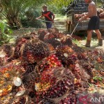 Ilustrasi petani sedang mengumpulkan hasiol panen TBS. (antaranewskalsel.com/ist)-1668415574