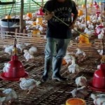 Ilustrasi - Warga bersihkan kandang ayam bantuan dari BRGM di Desa Tatakan, Kabupaten Tapin, Kalimantan Selatan. ANTARA/HO-BRGM-1668138005