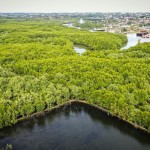 Kawasan hutan mangrove-1668516367