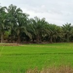 Lahan pertanian tanaman padi di wilayah Kecamatan Babulu, Kabupaten Penajam Paser Utara (ANTARA/Novi Abdi-Bagus Purwa)-1669001706