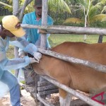 Pemeriksaan kesehatan sapi lokal di Pulau Bintan, Kepulauan Riau (Kepri). (Ogen)-1668681420