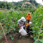 Pengembangan tanaman ketimun oleh petani Desa Talawaan dengan menggunakan pupuk organik. ANTARA/Jorie Darondo-1668665682