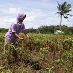 Petani memetik cabai di area persawahan Kretek, Bantul, DI Yogyakarta,-1668917911