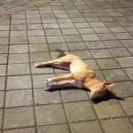 Satpol PP Mataram turunkan puluhan personel eliminasi anjing liar-1669777686