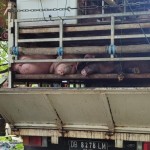 Babi dari Palu tidak dilengkapi serfikat kesehatan, maka ditolak masuk Balikpapan. (ANTARA/HO-Karantina)-1669875746