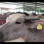 Barcode atau eartag secure quick response (QR) code untuk kepentingan pendataan populasi ternak di daerah setempat.  ANTARA/Akhmad Nazaruddin Lathif.-1671788045