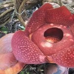 Bunga rafflesia sedang mekar hari kedua di halaman rumah warga Palupuh, Agam. (Antara/HO-Dok Joni)-1669883358