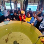 Hiu belimbing yang ditangkarkan di Raja Ampat berkembang baik-1669862070