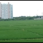 Ilustrasi - Areal sawah di Karawang, Jawa Barat. ANTARA/Ali Khumaini-1671093003