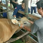 Ilustrasi: Petugas Dinas Pertanian Kabupaten PPU sedang melakukan vaksin pada sapi di Kecamatan Babulu. (Ist/HO dokumentasi pribadi)-1670317765