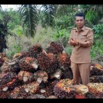 Kadisbunnak Kalbar, M. Munsif menunjukkan buah sawit (ANTARA/Dedi)-1670315944