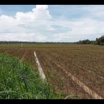 Lahan pertanian di salah satu wilayah selatan Kabupaten Bantul, DIY (ANTARA/Hery Sidik)-1669968923