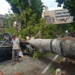 pohon tumbang-1671701091